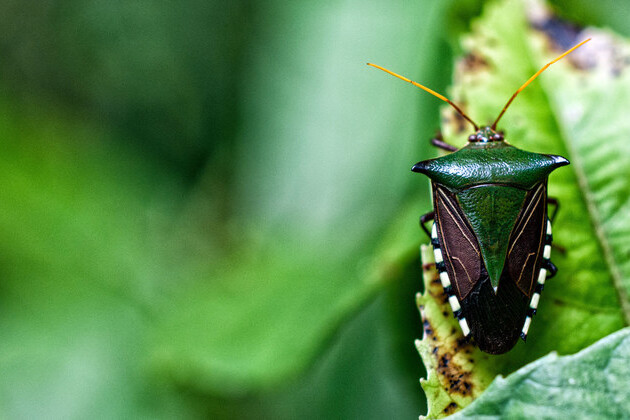 biodiversity-commitment-builds-hope-for-‘living-in-harmony-with-nature’