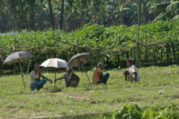 from-the-field:-pioneer-brings-farming-jobs-to-marginalized-bangladesh-communities