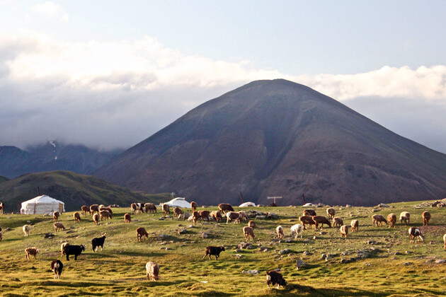 from-the-field:-saving-the-mongolian-musk-deer