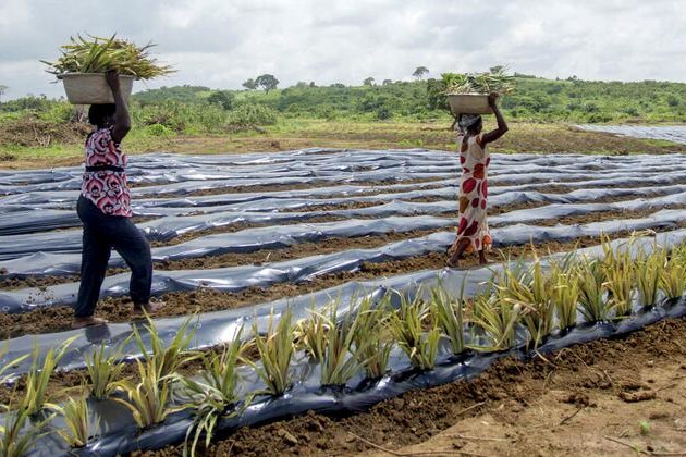 plastics-in-soil-threaten-food-security,-health,-and-environment:-fao