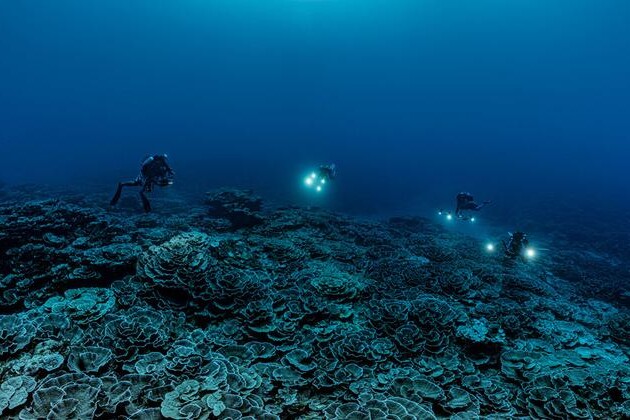 rare-coral-reef-discovered-near-tahiti-is-‘like-a-work-of-art’,-says-diver