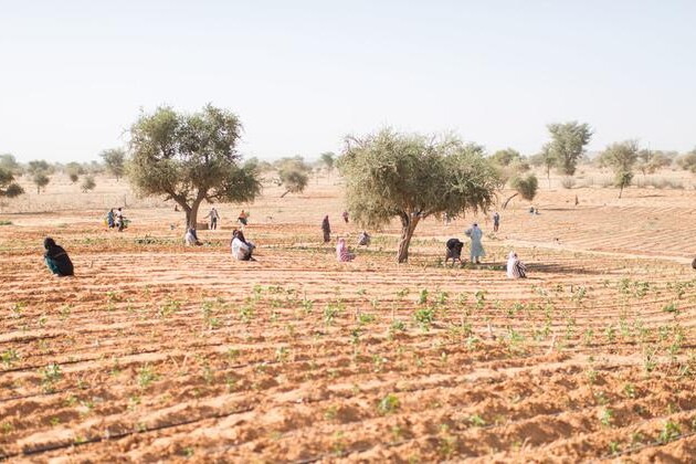 women-building-a-sustainable-future:-fighting-back-the-desert,-amid-niger’s-refugee-and-climate-crises