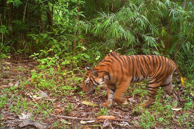 from-the-field:-protecting-the-last-malayan-tigers