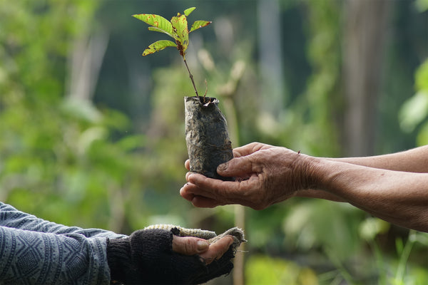 can-you-really-plant-and-grow-a-tree-for-one-dollar?-we-break-it-down