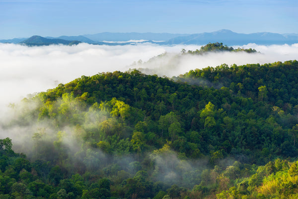 the-location-of-the-oldest-forest-in-the-world-might-surprise-you