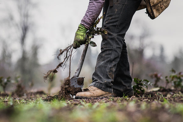 here’s-how-we’re-still-planting-trees-for-just-$1