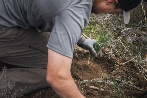 how-to-plant-a-tree:-a-step-by-step-guide